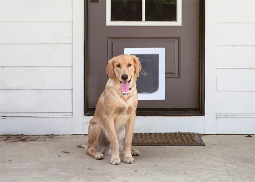 happy golden retriever with a flap dog door made for it in timber door