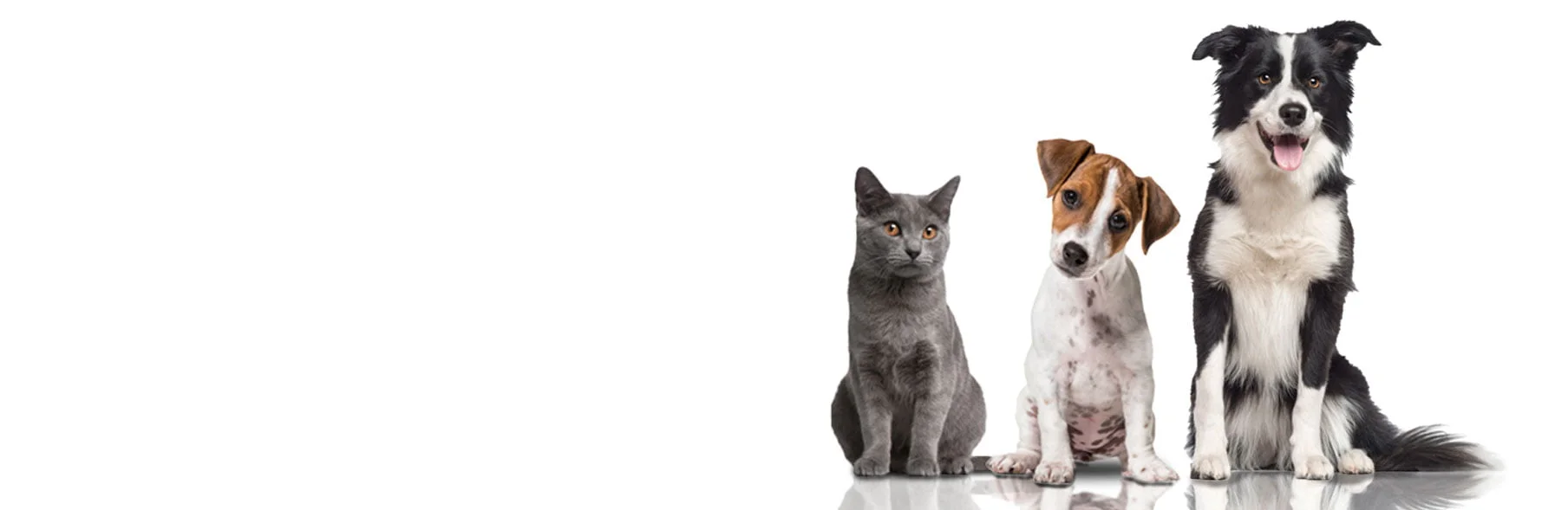 pet doors for pets of all sizes